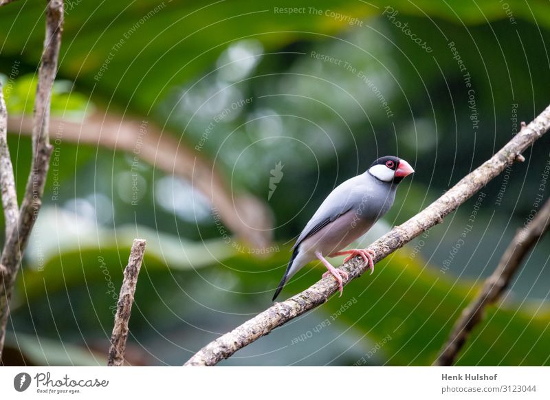 Java-Sperling in einem Baum, schöner Vogel mit schönen Farben Natur Tier Blatt Grünpflanze Flügel 1 Blick wild Lavasperling exotisch Fauna Reis tropisch