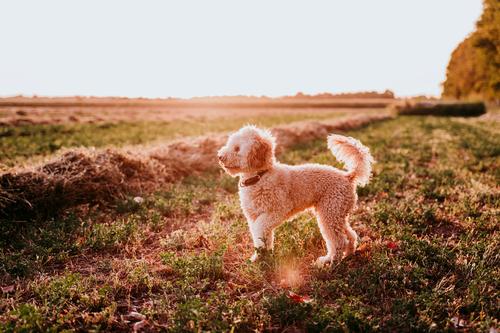 süßer brauner Spielzeugpudelhund, der bei Sonnenuntergang an der Landschaft steht. Spaß, Sport und Haustiere im Freien Jugendliche Frau Feld Hut Lifestyle