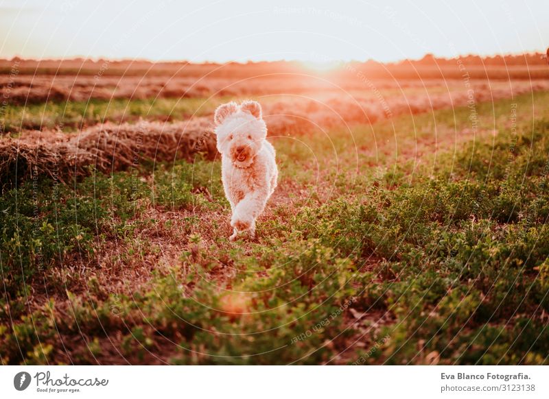 süßer brauner Spielzeugpudelhund, der bei Sonnenuntergang durch die Landschaft rennt. Spaß, Sport und Haustiere im Freien Jugendliche Frau Feld Hut Lifestyle