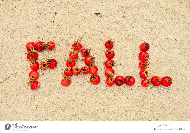 Das englische Wort "Fall" aus Hagebutten in den Sand gelegt Lebensmittel Dekoration & Verzierung Jahreszeiten Herbst Wildpflanze Strand Schriftzeichen fallen