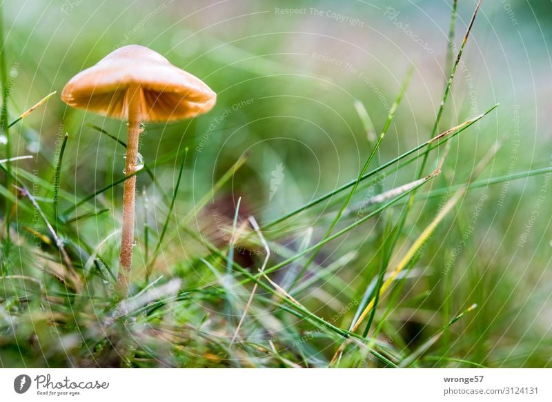 Winziger brauner Pilz steht auf einer regennassen Wiese Regennass Makroaufnahme Regentropfen Natur grün Farbfoto Außenaufnahme Nahaufnahme Pflanze Herbst