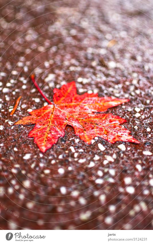 regenwetter Herbst schlechtes Wetter Regen Blatt Park Wege & Pfade liegen nass natürlich rot Natur Farbfoto Gedeckte Farben Außenaufnahme Nahaufnahme