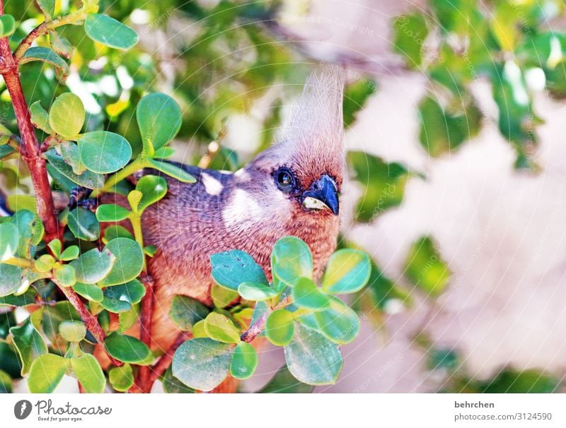 weit weg | tragen die vögel nen iro Tierporträt Unschärfe Sonnenlicht Kontrast Licht Tag schön Farbfoto Erholung Flügel Sträucher Baum Ferne Blatt fliegen