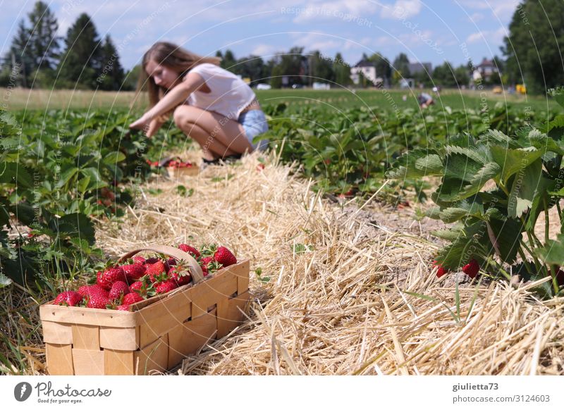 Fingerspitzengefühl bei der Erdbeerernte ;) feminin Mädchen Junge Frau Jugendliche 1 Mensch 13-18 Jahre Frühling Sommer Schönes Wetter Nutzpflanze Erdbeeren