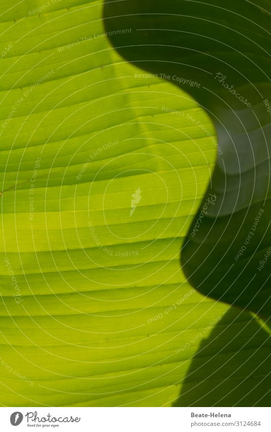 Schattenspiel - das Blattmuster Kunstwerk Natur Pflanze Sonne Sonnenlicht Schönes Wetter Grünpflanze Garten Park Ornament wählen beobachten entdecken leuchten
