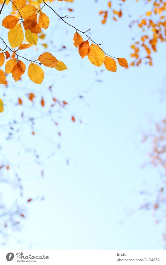 Orange Herbstblätter am Zweig, vor blauem Himmel Umwelt Natur Pflanze Luft Wolkenloser Himmel Klima Wetter Schönes Wetter Baum Blatt hängen leuchten verblüht