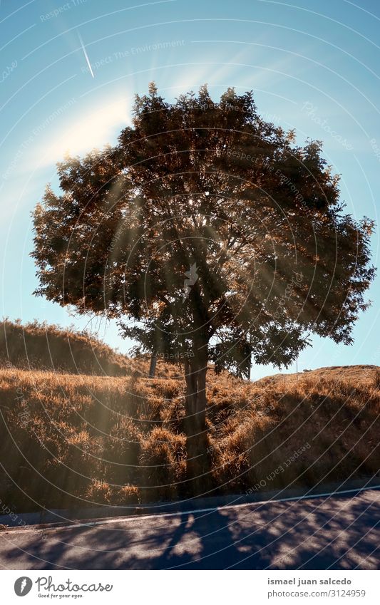 Baum und Sonnenlicht in der Natur im Herbst Kofferraum braun rot Blatt Ast Wald Berge u. Gebirge Landschaft Außenaufnahme Ferien & Urlaub & Reisen Platz