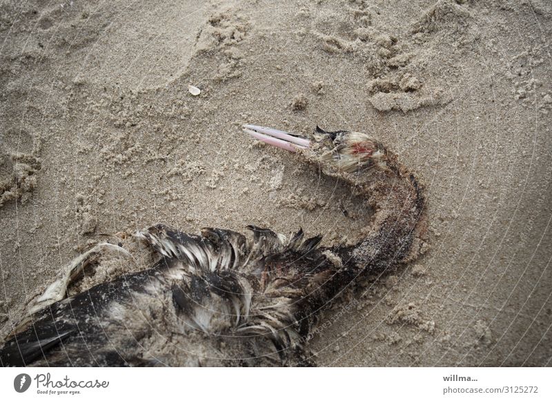 Toter Vogel am Strand tot Haubentaucher Kadaver Tod Wasservogel Tauchvogel Lappentaucher Sand Ostseeküste Vogelschutz