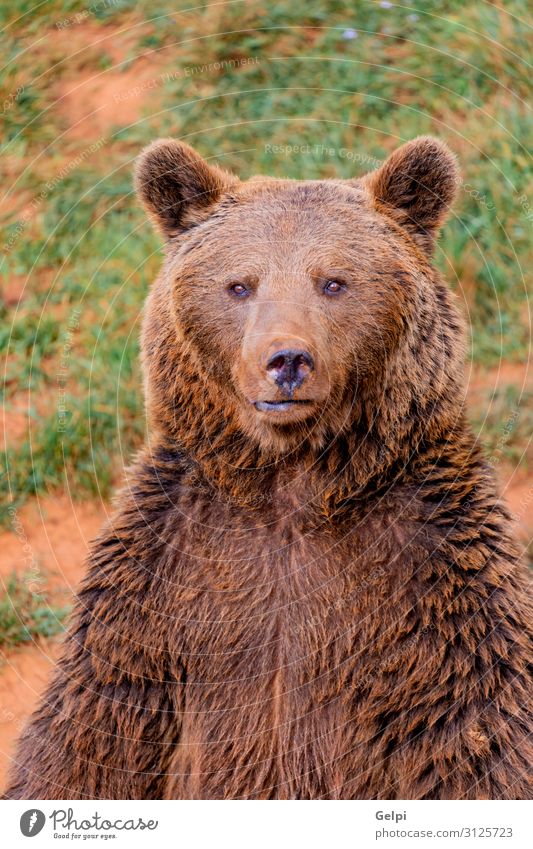 Porträt eines braunen spanischen Bären Mann Erwachsene Mund Natur Tier Park Wald Pelzmantel Teddybär Aggression groß stark wild schwarz Kraft Appetit & Hunger