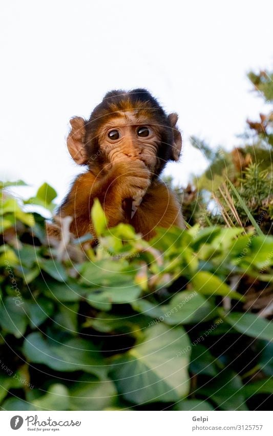 Lustiger kleiner Affe hinter vielen Blättern exotisch Gesicht Ferien & Urlaub & Reisen Kind Baby Frau Erwachsene Zoo Natur Tier Wald Urwald sitzen lustig