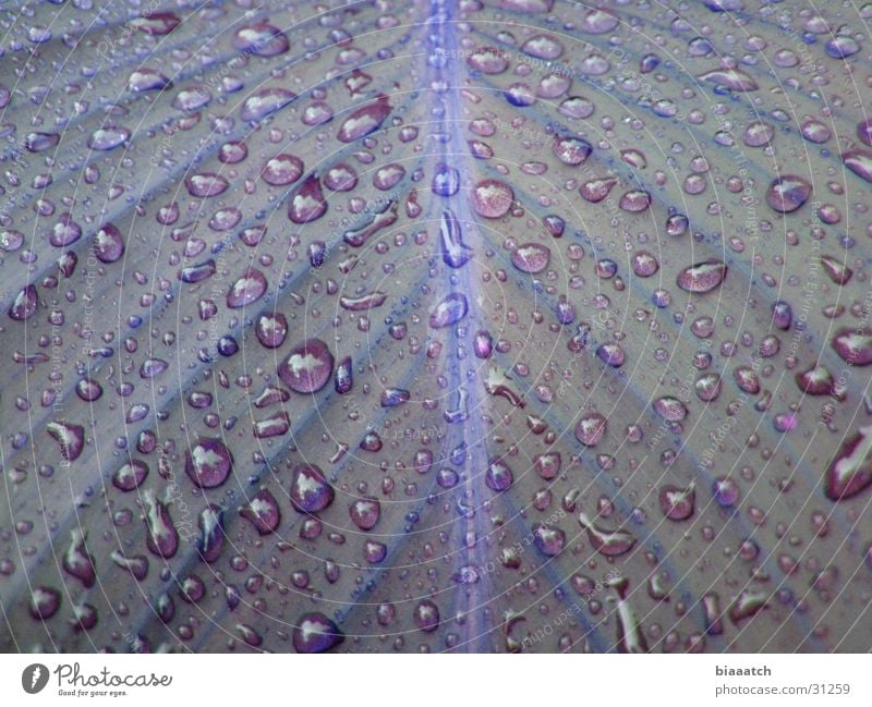 wet leaf Blatt Wassertropfen feucht nass Garten Park water drops Seil Regen