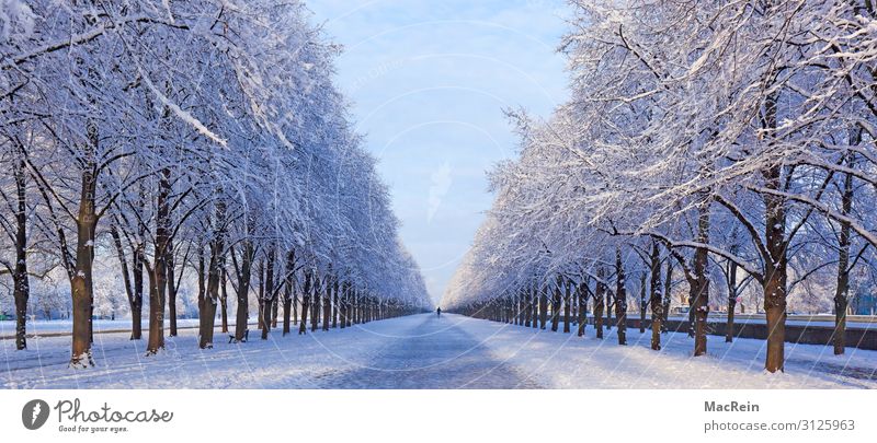 Gerorgengarten, Hannover, Niedersachsen Winter Schnee Natur Allee Baumreihe Schneelandschaft Panorama (Bildformat) Menschenleer Frost Herrenhäuser Gärten