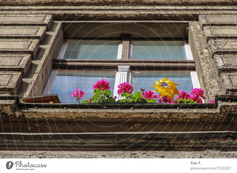Blumen vorm Fenster Pflanze Topfpflanze Prenzlauer Berg Stadt Hauptstadt Altstadt Menschenleer Haus Bauwerk Gebäude Architektur Mauer Wand Fassade