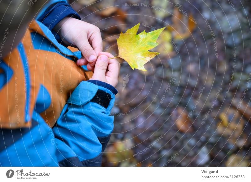 Blattsammler Kindererziehung Kindergarten Kindheit Jugendliche authentisch Neugier achtsam Herbst Regen entdecken Farbfoto Außenaufnahme Textfreiraum rechts