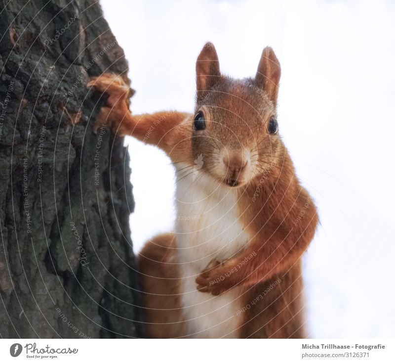 Neugieriges Eichhörnchen am Baum Natur Tier Sonnenlicht Baumstamm Wald Wildtier Tiergesicht Fell Krallen Pfote Kopf Auge Ohr Nase Maul Nagetiere 1 beobachten