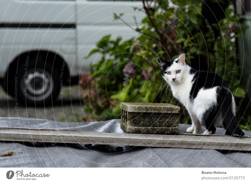 Arme unschuldige Katze Lifestyle Wiese Feld Japan Garten Straße Lastwagen Fell Zeichen beobachten Traurigkeit Aggression außergewöhnlich bedrohlich Bekanntheit