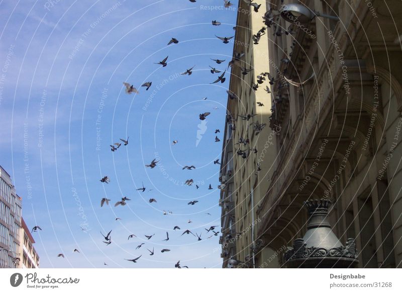 Tauben in Barcelona Vogel Stadt Schwarm Freiheit Himmel fliegen
