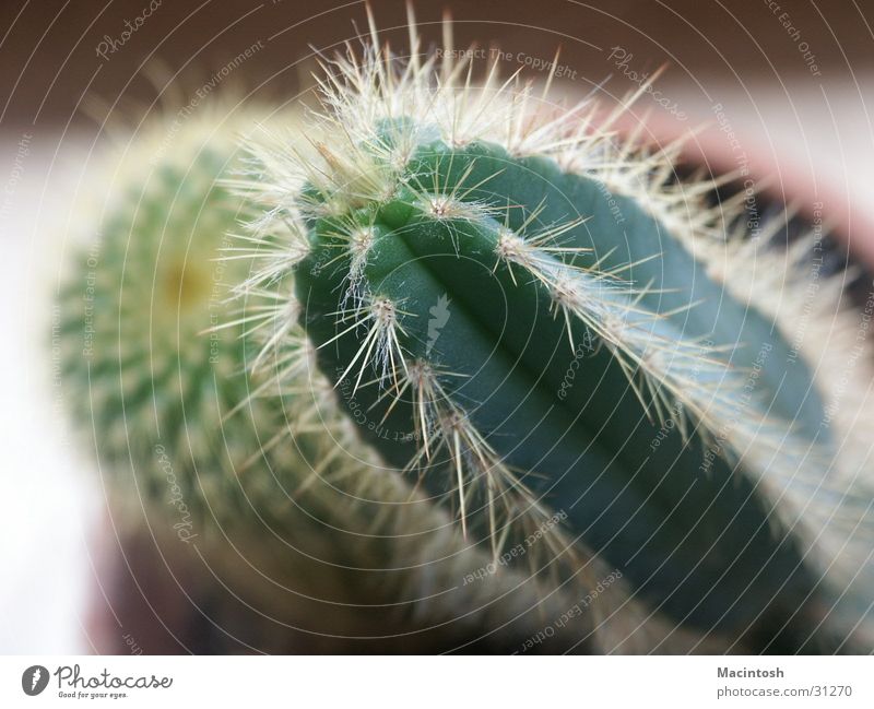 Kaktus grün Pflanze Spitze Stachel Makroaufnahme