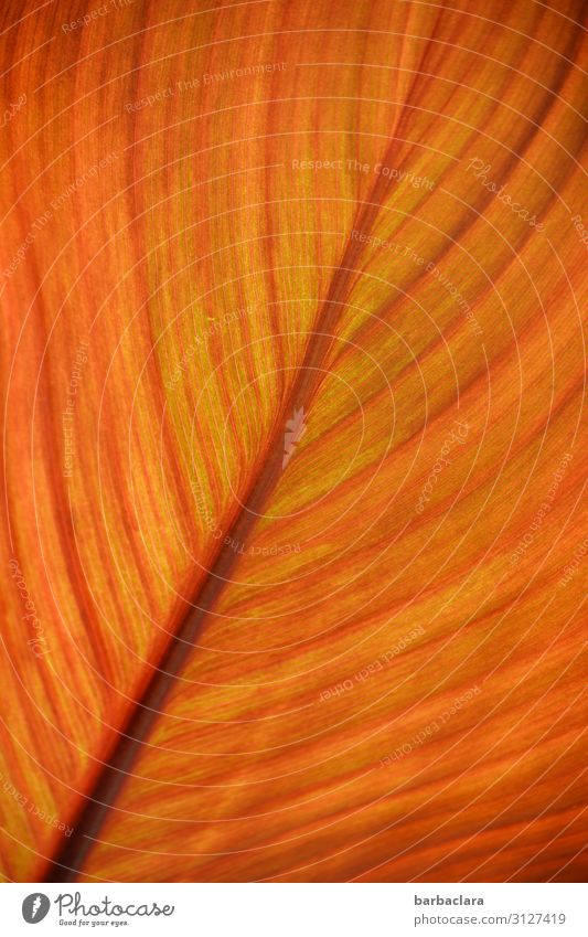 Canna Pflanze Sonne Herbst Blatt Topfpflanze Linie leuchten exotisch Wärme orange Stimmung ästhetisch Farbe Klima Lebensfreude Natur Sinnesorgane Symmetrie