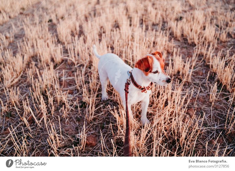 süßer kleiner Jack Russell Hund auf dem Land. Gelbes Feld Lifestyle Freude Erholung Freizeit & Hobby Spielen Natur Landschaft Tier Frühling Sommer Herbst Park