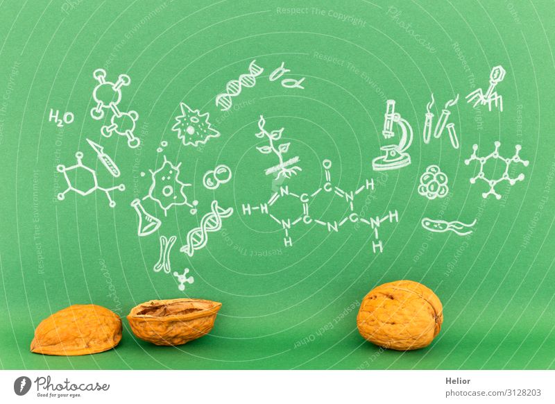 Concept of biology in a nutshell Studium Labor grün weiß Hintergrundbild Grafische Darstellung Grafik u. Illustration Symbole & Metaphern Biologie Biochemie