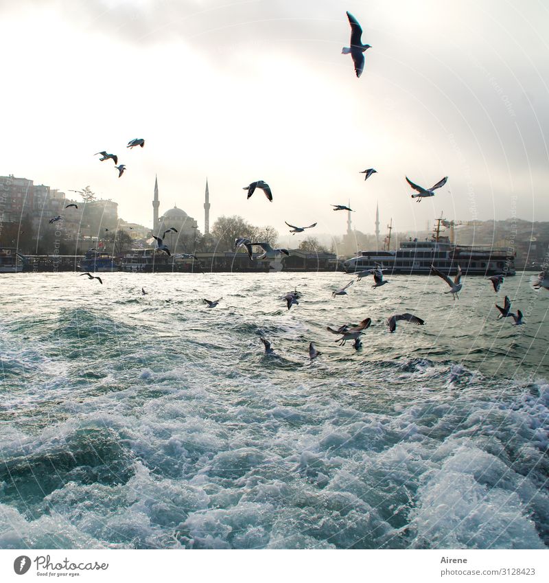 Wildwasser Urelemente Wasser Himmel Schönes Wetter Nebel Wellen Meer Gischt Istanbul Bosporus Skyline Hafen Moschee Wasserstraße Fähre Wasserfahrzeug Möwe