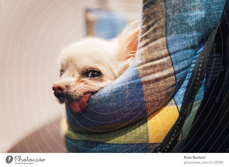Was für ein Hundeleben Reichtum Stoff Accessoire Tasche Haustier 1 Tier tragen Tierliebe Durst Mittelpunkt Chihuahua Hund Schoßhund Zunge rausstrecken kariert