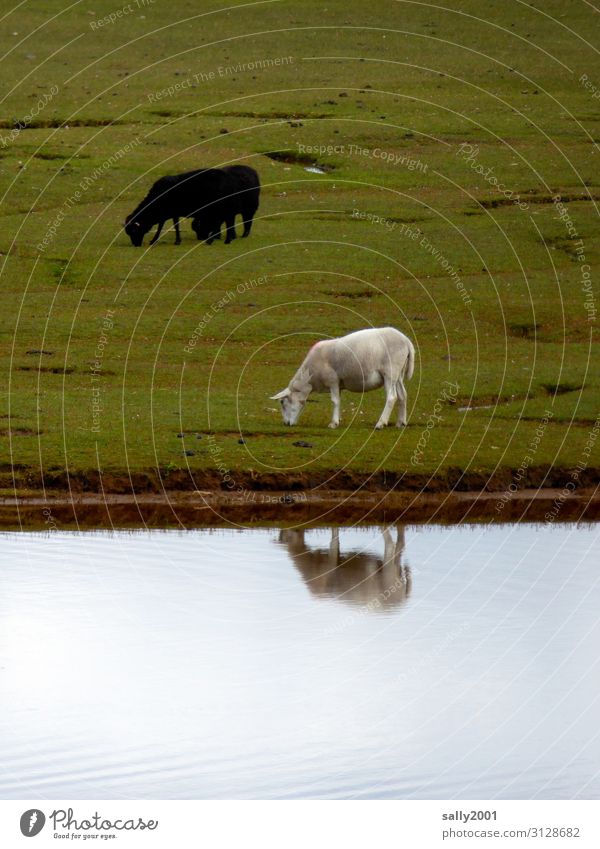 Gegensätze | schwarz-weiß... Schaf Schwarzes Schaf grasende schafe Weide Fluß Wasser Reflexion & Spiegelung Gegensatz schwarz-weiss Herde Schafherde gemischt