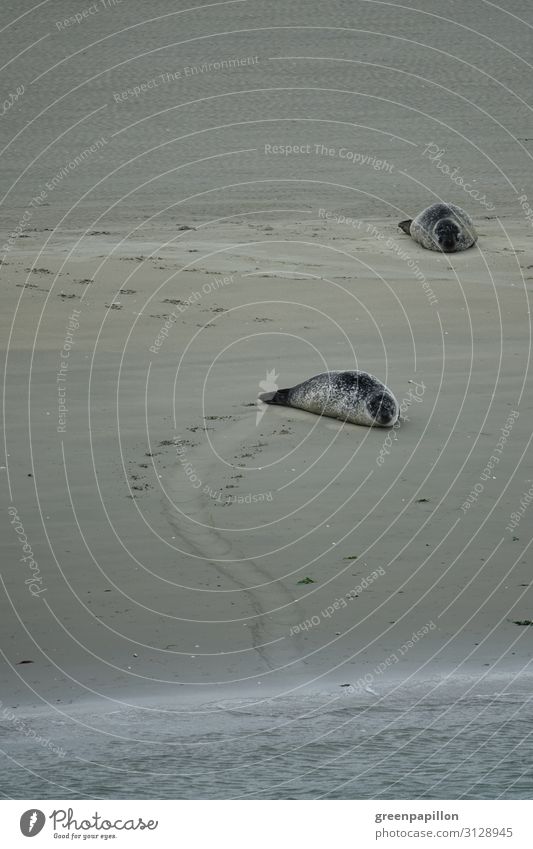 Chillen am Strand Natur Landschaft Sand Wasser Küste Nordsee Meer Insel Wildtier Fährte Seehund Robben Robbenkolonie schlafen Erschöpfung Erholung ruhig