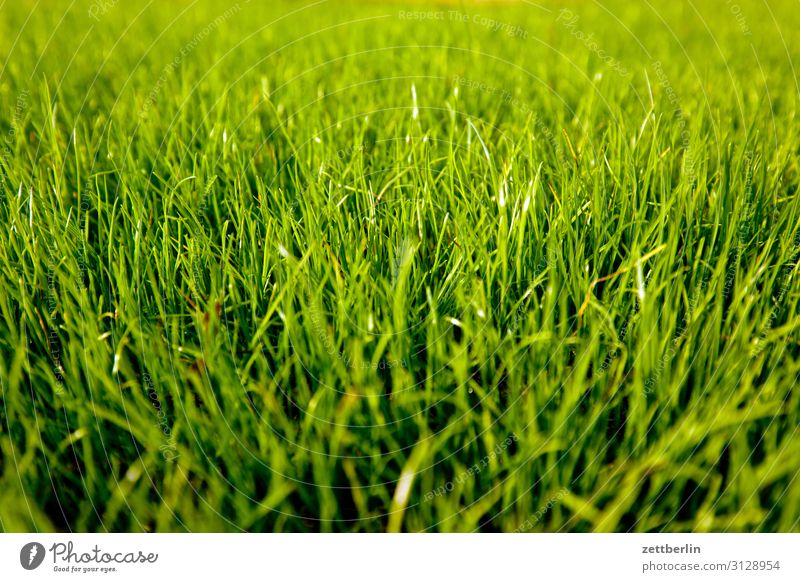 Frisches Gras Garten Schrebergarten Kleingartenkolonie Menschenleer Natur Rasen Sportrasen Sommer Textfreiraum Tiefenschärfe Wiese Aussaat frisch Halm grün