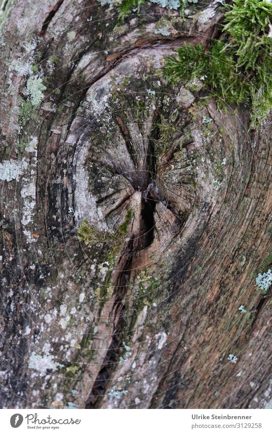 Abgetrennt Umwelt Natur Pflanze Herbst Baum Moos Wald alt dehydrieren Wachstum dunkel nachhaltig natürlich trocken braun Senior Ende Tod Überleben Umweltschutz