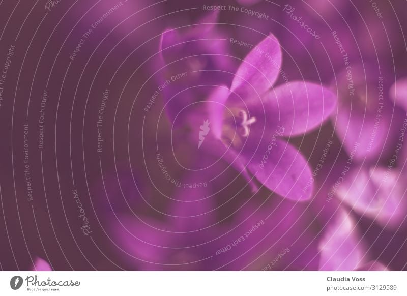 kleine Gockenblume violet Natur Pflanze Blume Blüte Glockenblume Glück Fröhlichkeit Frühlingsgefühle Optimismus Erfolg Kraft Mut Tatkraft Vertrauen Sympathie