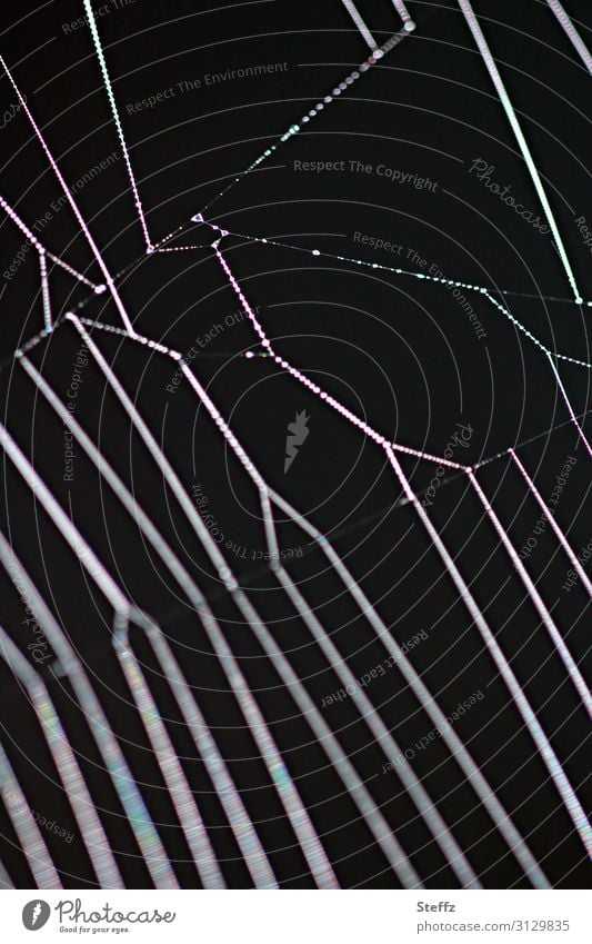 Asymmetrie des Spinnennetzes asymmetrisch Linien Netz Netzwerk Löcher im Netz diagonal dunkel Vernetzung Symmetrie bedrohlich Falle vertikal parallel filigran