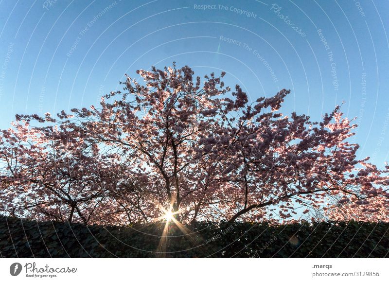 Frühblüher Natur Wolkenloser Himmel Frühling Schönes Wetter Kirschbaum Hecke Duft frisch schön Frühlingsgefühle Beginn ästhetisch Japanische Blütenkirsche
