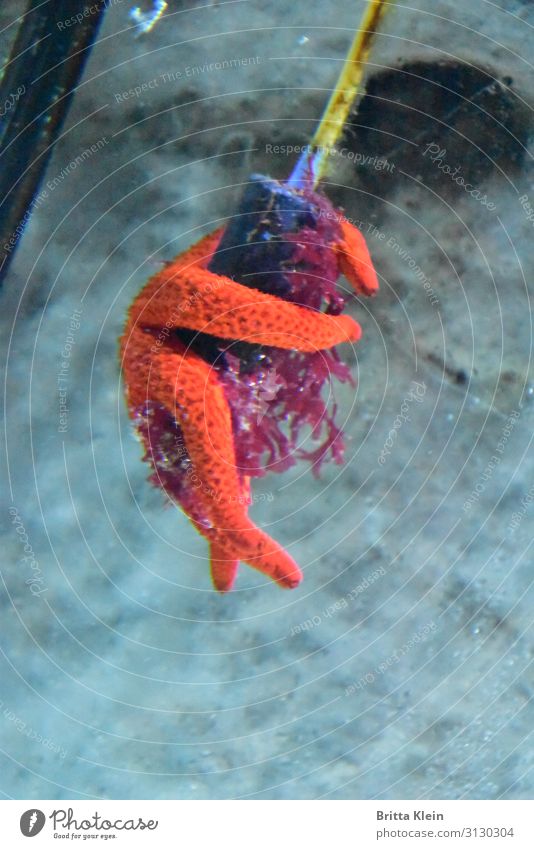 Ziemlich beste Freunde Tier Aquarium Seestern 1 Freundschaft Zusammensein Tierliebe ruhig Zusammenhalt festhalten Farbfoto Unterwasseraufnahme Menschenleer