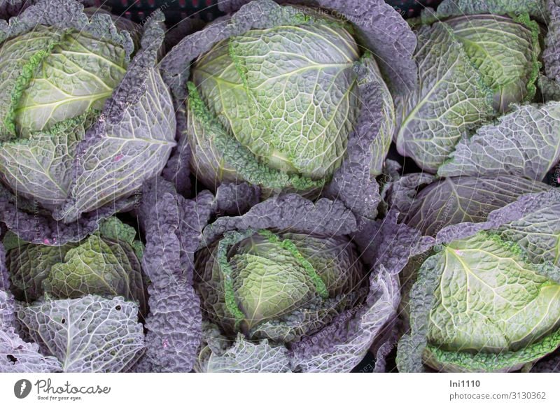 Kohlernte Lebensmittel Gemüse Wirsing Ernährung Mittagessen Abendessen Bioprodukte Vegetarische Ernährung Natur Pflanze Nutzpflanze blau gelb grün violett Noppe
