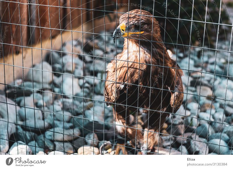 Hinter Gittern Tier Vogel Adler 1 Natur Käfig Wildpark Greifvogel Gehege gefangen eingeschlossen Zaun Justizvollzugsanstalt mehrfarbig Außenaufnahme
