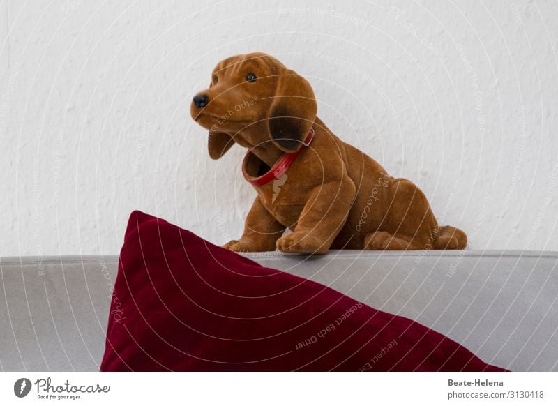 Suche Mitfahrgelegenheit ... Freude Wohnung Wachsamkeit Fell Hundehalsband Haustier Dackel Spielzeug Stofftiere Kitsch Krimskrams beobachten Häusliches Leben