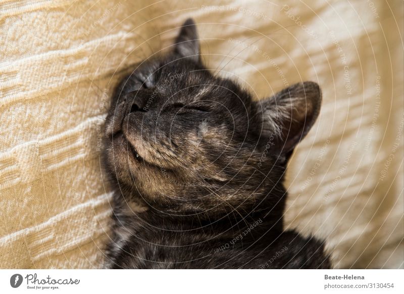 Süße Träume Zufriedenheit Erholung ruhig Bett Zähne Fell Schnurrhaar Haustier Katze Tiergesicht genießen Lächeln schlafen träumen ästhetisch Freundlichkeit