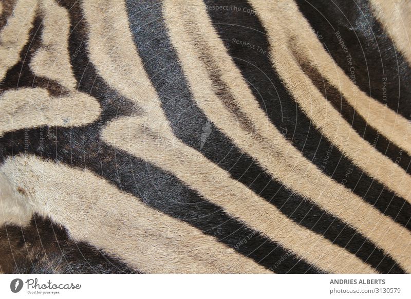 Zebrastreifen - Ikonische Muster in der Natur Ferien & Urlaub & Reisen Tourismus Abenteuer Sightseeing Safari Tier Wildtier Zebrahaut Zebramuster
