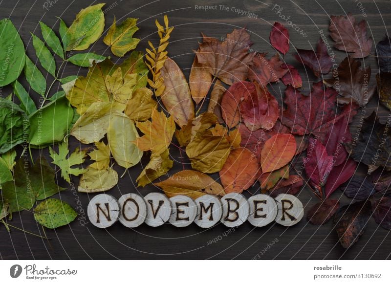 Kalenderblatt November Umwelt Natur Herbst Blatt Holz fallen leuchten braun gelb grün orange rot Tod Einsamkeit unbeständig Vergänglichkeit Wandel & Veränderung