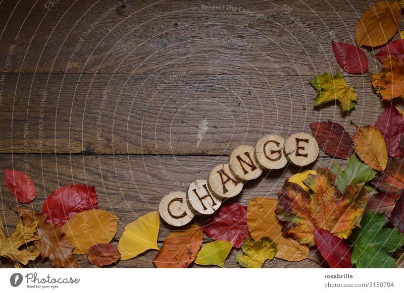 CHANGE Natur Herbst Blatt Holz braun gelb grün orange rot beweglich Beginn Klima komplex Umwelt Vergänglichkeit Wandel & Veränderung Herbstlaub Jahreszeiten