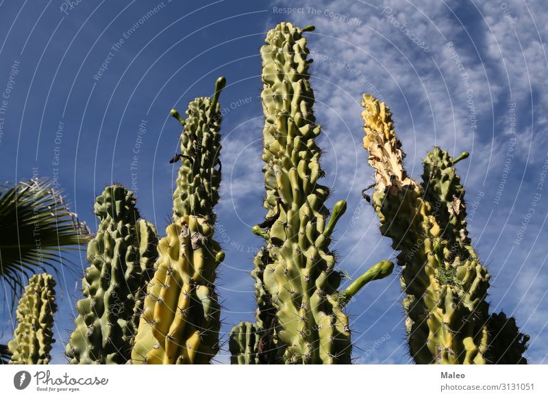 Kakteen auf einem Hintergrund des blauen Himmels Kaktus groß Wüste trocken Ferien & Urlaub & Reisen Reisefotografie Landschaft Natur Pflanze Hintergrundbild