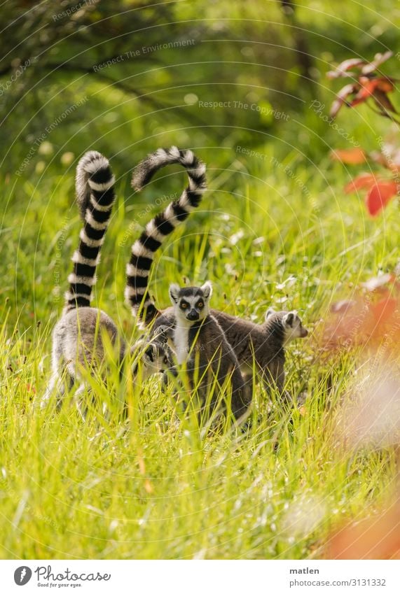 Lemuren beim Morgenspaziergang Gras wiese Tiergruppe menschenleer grau grün rot Außenaufnahme Tag Farbfoto