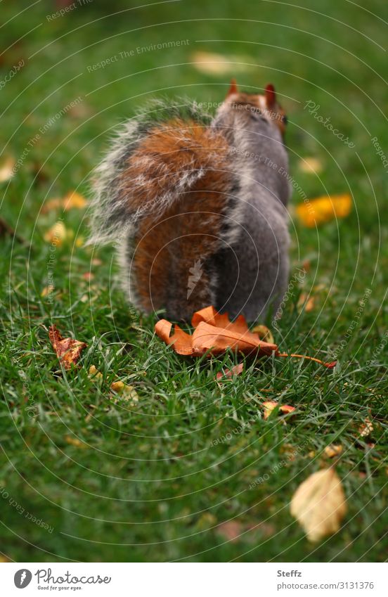 autumn squirrel graues Eichhörnchen Herbstlaub wegsehen trotzig niedlich umgedreht Hinterteil November entgegengesetzt freilebend Brauntöne unbeobachtet Unlust