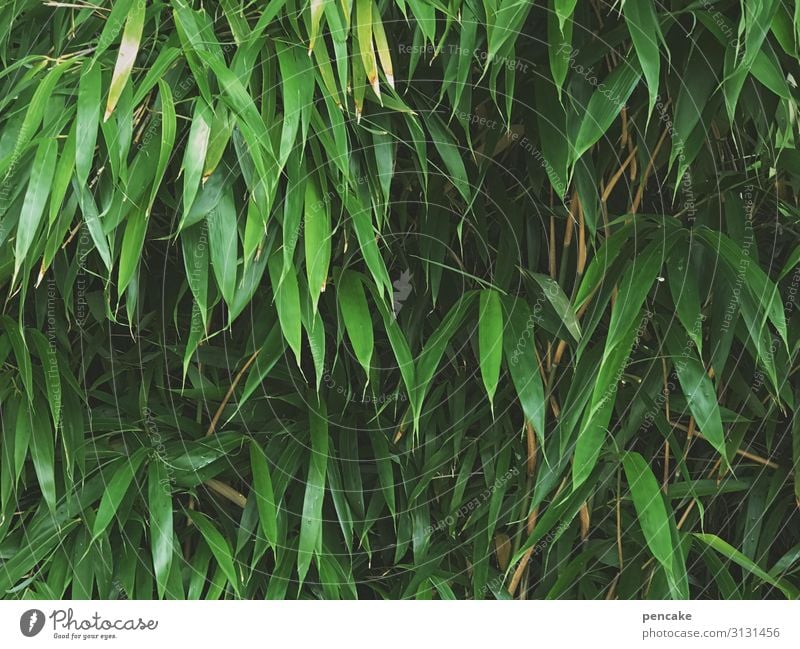 asiasalat Blätter Asien Japan Bambusblätter natürlich wachsen leben Wachstum Außenaufnahme Pflanze Natur grün exotisch Umwelt Garten Bambusrohr Urwald Park