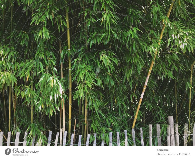zaungäste Natur Landschaft Pflanze Sommer Sträucher Grünpflanze exotisch Park Kontakt Kontrolle Sicherheit Bambus Zaun Insel Mainau Grenze Farbfoto