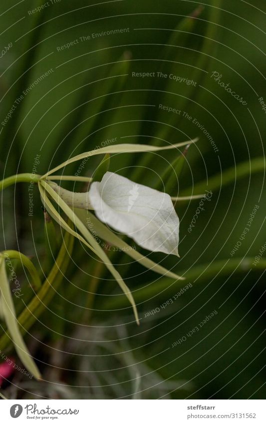 Weiße Dame der Nacht Orchidee Brassavola nodosa blüht. exotisch Pflanze Blume grün weiß weiße Orchidee weiße Blume seltene Orchidee zarte Orchidee Farbfoto