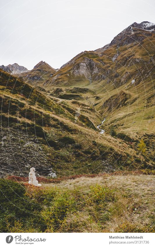 Hund in den Bergen Ferien & Urlaub & Reisen Tourismus Abenteuer Berge u. Gebirge wandern Umwelt Natur Landschaft Herbst Schneebedeckte Gipfel Dolomiten Tier