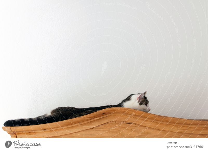 Kalle entspannt Katze liegen entspannen ausruhen Schrank Haustier Erholung 1 gemütlich Zufriedenheit Auszeit Wand weiß Holz